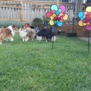 스타켄넬 이미지