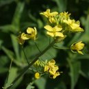 이준석 카카오 검색결과