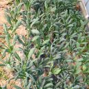 뉴그린농장 이미지