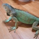 이구아나 이미지