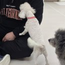 냥만스럽개 이미지