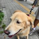 대형견 이발소 이미지