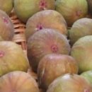 무화과나무 이미지