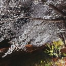 제8회 서귀포오페라페스티벌 [그랜드 오페라 갈라콘서트] | 서울 벚꽃 명소 2026 양재천 벚꽃 축제 일정 개화 시기 총정리.. 공연 야경까지 완벽!