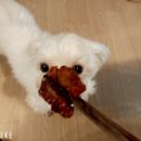 금촌 족발 맛집 '201410화정족발 금촌점' 매운족발 후기
