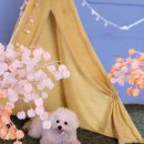 땡큐펜션 이미지