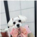 예쁘개 이미지