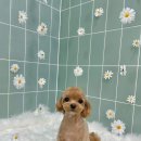 무거동 강아지 미용실 이미지