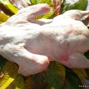 우리유황오리영농조합법인 이미지