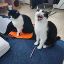 골때리는 닭돈탕 | 3월 9일~15일(레드홀릭, 말차맥주, 메르첸, 고재고재, 부두레인저, 클라우드)