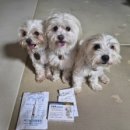 메디 포즈 동물병원 이미지