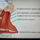 케렌시아 솔 이미지