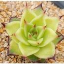 철화농장 이미지