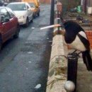 까치인터넷 이미지