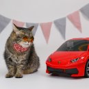 조양래 동물의료센터 이미지