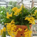 환타지아 이미지