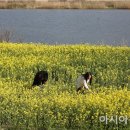 유채인력