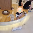 4살 아이랑 마곡고양이카페 <부타캣 강서점> 솔직 후기｜입장료·주차·이용방법 총정리🐾