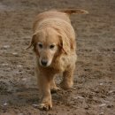 금비켄넬 이미지