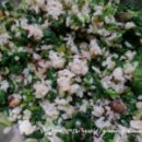 명품꼬마김밥 이미지