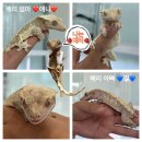 서구-01-18 | 크레스티드 게코 도마뱀 둘째 입양🦎❤️ 조이클린케이지 중,대 후기