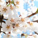 꽃들처럼 이미지