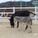 하당목장 이미지