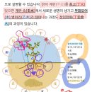 무당사주란 무엇인가