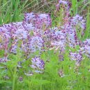 민들레 김밥 이미지