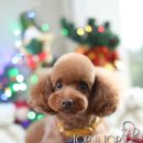 모리펫샵 이미지