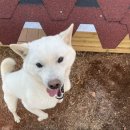 몰래멍냥 이미지