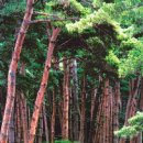 피톤치드 이미지