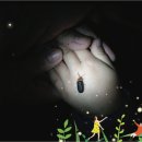 반딧불이 생태학교 이미지