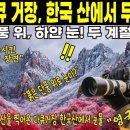 [해외감동사연] 영국 다큐 거장 설악산 두 계절의 기적에 무릎 꿇다. ﻿감동배달 이미지