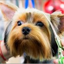 애견식단 이미지