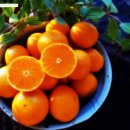 지성농장 이미지