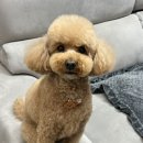 대남대로 | 광주 남구 애견미용 비숑다움, 단골 정착하게 만든 꼼꼼한 푸들 미용 후기