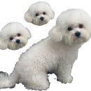 와니동물병원 이미지