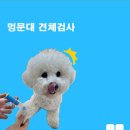 멍문대 애견유치원 이미지