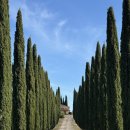 코빌 | 토스카나 숙소 🏡 아그리투리스모 포지오 코빌리 포토존 장단점 솔직후기