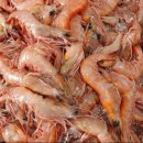 7월25일.발낙지,왕새우,문어,백합,참치오마카세,연어,바지락살,냉뻘낙지,홍어회,암꽃게,맛조개,멍게살,홍합살,하모샤브.회,달마새우,채낚오 이미지