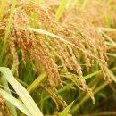 농협양곡(주)무안통합미곡종합처리장 이미지