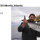 016 대서양 가다랭이 Bonito, Atlantic 이미지