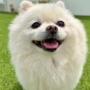 털로덮인친구들 애견유치원&애견호텔 수원시청역점 이미지