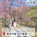 병곡 | 거창 여행 코스 병곡마을 능수벚꽃 수양벚꽃 명소 실시간 주차