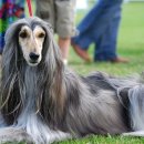 바우바우 이미지