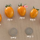 큰부자농장 이미지