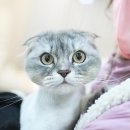 묘신사 그루밍 이미지