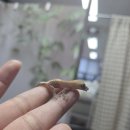 힐링크레