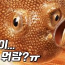 어류 티스토리